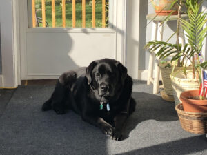 A black lab laying in the sun on the porch, he is who we buy our pet care products for